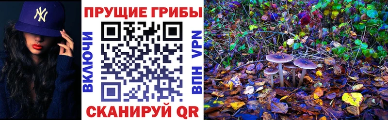 это какой сайт  Санкт-Петербург  Галлюциногенные грибы Psilocybine cubensis 